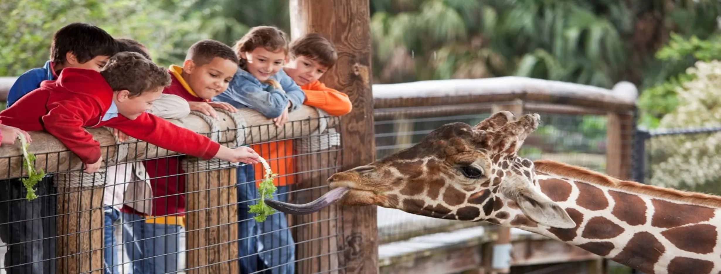 Image for Zoo Visit